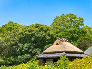 Japon geleneksel sazanı