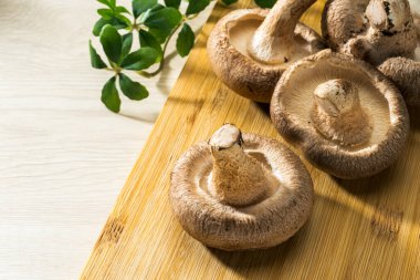 Tahtada taze Shiitake mantarı.