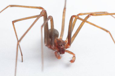 Male Brown Recluse Spider - poisonous arachnid clipart