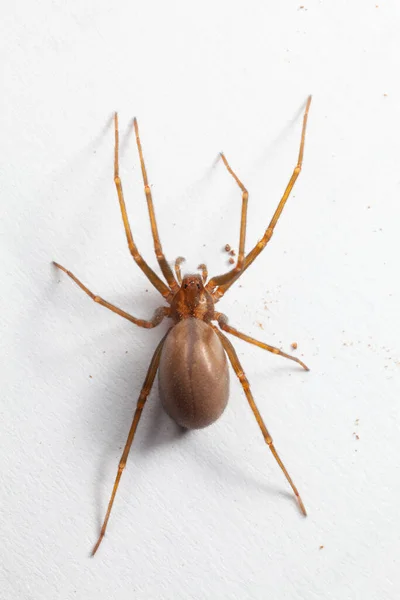 Feminino Brown Recluse Spider Aracnídeo Venenoso — Fotografia de Stock