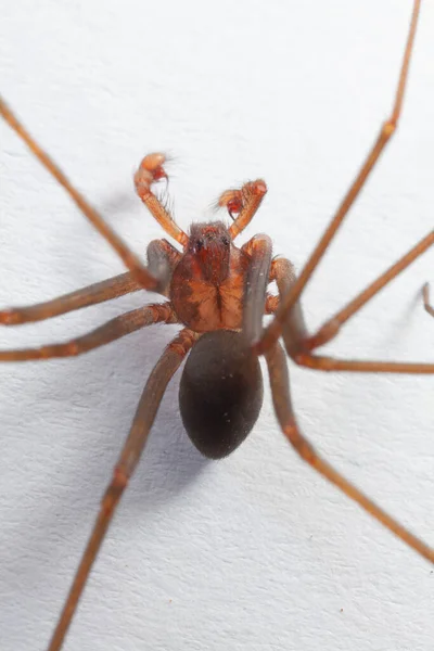 Masculino Brown Recluse Spider Aracnídeo Venenoso — Fotografia de Stock