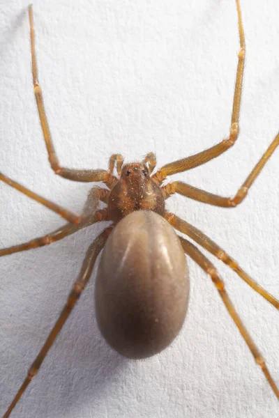 Női Barna Remete Pók Mérgező Pókféle — Stock Fotó