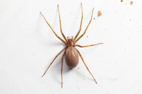 Női Barna Remete Pók Mérgező Pókféle Jogdíjmentes Stock Képek