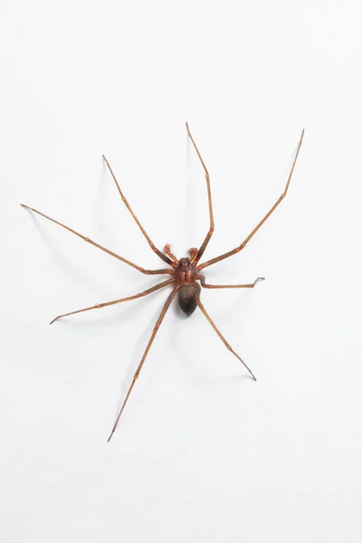 Hombre Brown Recluse Spider Arácnido Venenoso Fotos De Stock