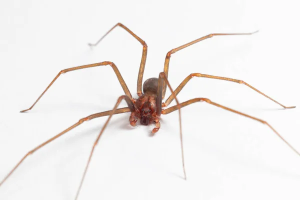 Hombre Brown Recluse Spider Arácnido Venenoso Imagen De Stock