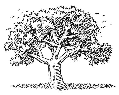Hand-drawn vector drawing of a Beautiful Tree Nature Symbol. Black-and-White sketch on a transparent background (.eps-file). Included files are EPS (v10) and Hi-Res JPG.