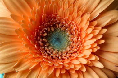 Turuncu şeftali çiçeği pozitif iyileşme için