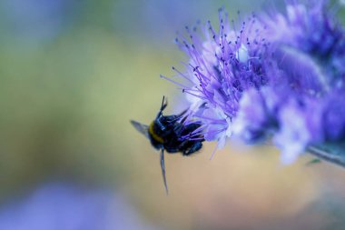 Yaban arısı yaz mevsiminde bir pennyroyal çiçeğinin üzerinde