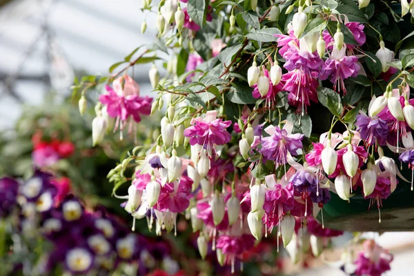Giant Pink and white hanging basket fuchsia plants
