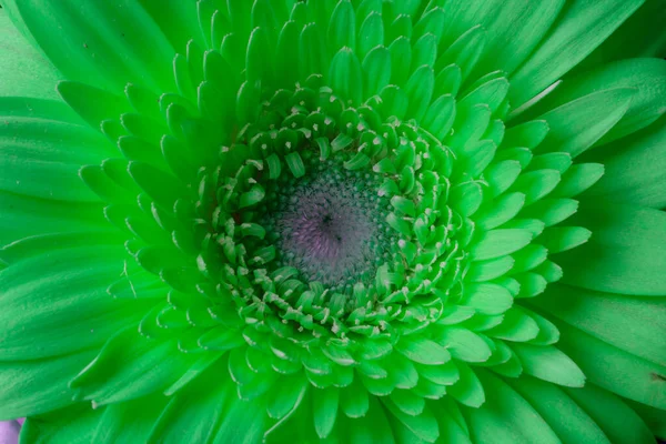 Passion Seagreen Flower Coloured Plant — Stock Photo, Image
