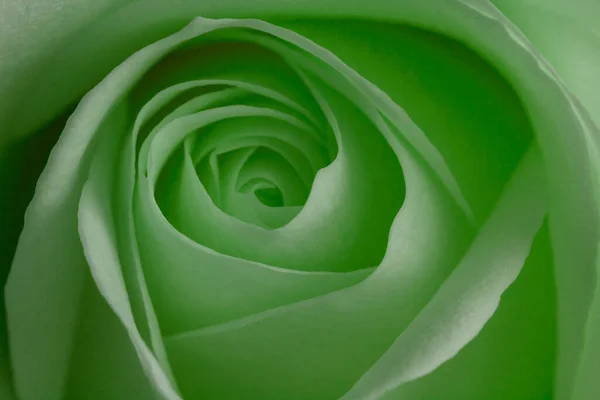 The Seagreen rose never seen before