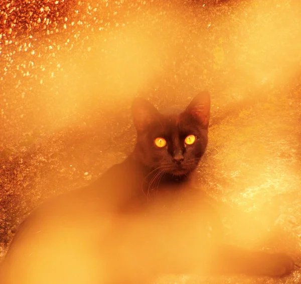 Gato Entre Nubes Con Retrato Amarillo — Photo