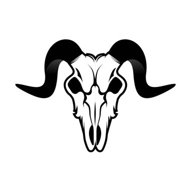 Mountain goat skull with black horns on white background