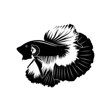Black and white halfmoon betta fish vector illustration