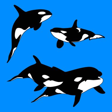 Killer Whale Aquatic Mammal Carnivore set. Vector illustration