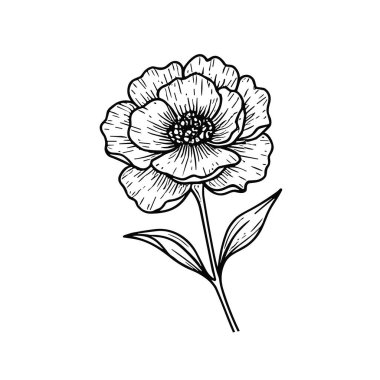 Çiçek açan bitkilerin çizimleri. El yapımı şakayık çiçekleri ve sanat tarzında yapraklar. Beyaz arkaplana vektör botanik oymacılığı