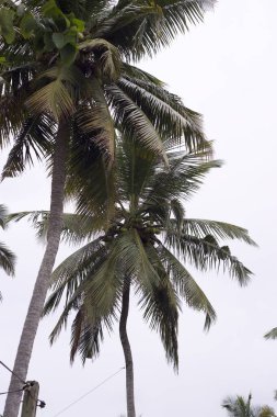 Kültürel kodu ve kimliği olan orijinal Sri Lanka. Trafik, ulusal ve dini gelenekler, binalar ve doğa. Palmiye ağaçları ve okyanus. Adadaki kumsal.