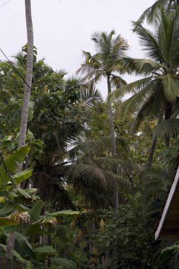 Kültürel kodu ve kimliği olan orijinal Sri Lanka. Trafik, ulusal ve dini gelenekler, binalar ve doğa. Palmiye ağaçları ve okyanus. Adadaki kumsal.