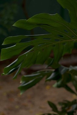 Kültürel kodu ve kimliği olan orijinal Sri Lanka. Trafik, ulusal ve dini gelenekler, binalar ve doğa. Palmiye ağaçları ve okyanus. Adadaki kumsal.