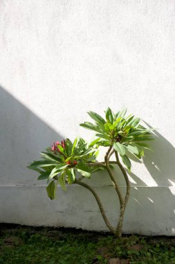 Kültürel kodu ve kimliği olan orijinal Sri Lanka. Trafik, ulusal ve dini gelenekler, binalar ve doğa. Palmiye ağaçları ve okyanus. Adadaki kumsal.