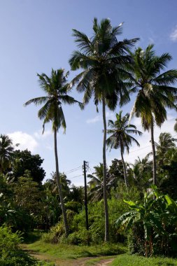 Kültürel kodu ve kimliği olan orijinal Sri Lanka. Trafik, ulusal ve dini gelenekler, binalar ve doğa. Palmiye ağaçları ve okyanus. Adadaki kumsal.