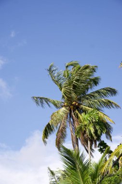Kültürel kodu ve kimliği olan orijinal Sri Lanka. Trafik, ulusal ve dini gelenekler, binalar ve doğa. Palmiye ağaçları ve okyanus. Adadaki kumsal.