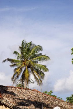 Kültürel kodu ve kimliği olan orijinal Sri Lanka. Trafik, ulusal ve dini gelenekler, binalar ve doğa. Palmiye ağaçları ve okyanus. Adadaki kumsal.