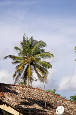 Kültürel kodu ve kimliği olan orijinal Sri Lanka. Trafik, ulusal ve dini gelenekler, binalar ve doğa. Palmiye ağaçları ve okyanus. Adadaki kumsal.