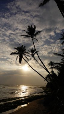 Kültürel kodu ve kimliği olan orijinal Sri Lanka. Trafik, ulusal ve dini gelenekler, binalar ve doğa. Palmiye ağaçları ve okyanus. Adadaki kumsal.