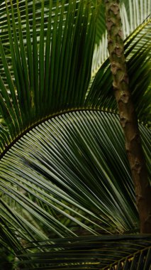 Kültürel kodu ve kimliği olan orijinal Sri Lanka. Trafik, ulusal ve dini gelenekler, binalar ve doğa. Palmiye ağaçları ve okyanus. Adadaki kumsal.