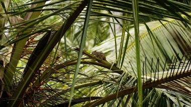 Kültürel kodu ve kimliği olan orijinal Sri Lanka. Trafik, ulusal ve dini gelenekler, binalar ve doğa. Palmiye ağaçları ve okyanus. Adadaki kumsal.