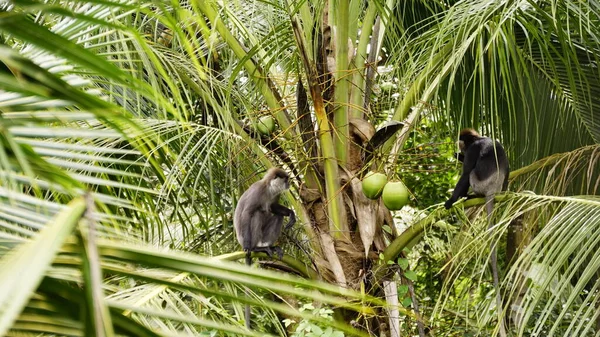 Animales Increíbles Sri Lanka Monos Cocodrilos Lagartos Montion Serpiente Elefantes — Foto de Stock
