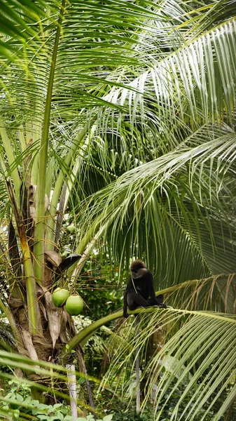 stock image amazing animals of sri lanka. monkeys, crocodiles, montion lizards, snake, elephants, birds, lizards, geckos, cats, dogs, leopards, tigers, rodents, squirrels, flying foxes, fish, turtles, crabs