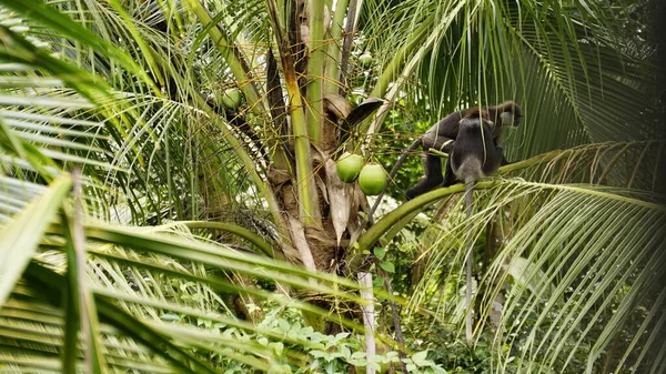 Animales Increíbles Sri Lanka Monos Cocodrilos Lagartos Montion Serpiente Elefantes — Foto de Stock