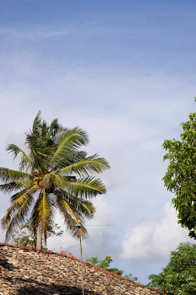 具有文化规范和特性的原始斯里兰卡 民族和宗教习俗 建筑物和自然 棕榈树和海洋 岛上的海滩 — 图库照片