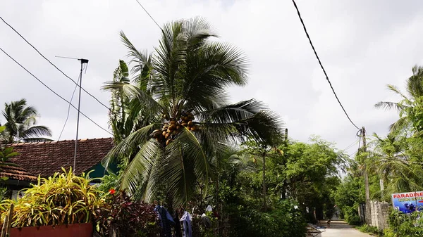 문화적 코드와 정체성을 원래의 스리랑카입니다 국가적 종교적 종려나무와 바다도 그러하거늘 — 스톡 사진