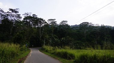 Kültürel kodu ve kimliği olan orijinal Sri Lanka. Trafik, ulusal ve dini gelenekler, binalar ve doğa. Palmiye ağaçları ve okyanus. Adadaki kumsal.