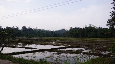 Kültürel kodu ve kimliği olan orijinal Sri Lanka. Trafik, ulusal ve dini gelenekler, binalar ve doğa. Palmiye ağaçları ve okyanus. Adadaki kumsal.