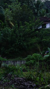 Kültürel kodu ve kimliği olan orijinal Sri Lanka. Trafik, ulusal ve dini gelenekler, binalar ve doğa. Palmiye ağaçları ve okyanus. Adadaki kumsal.