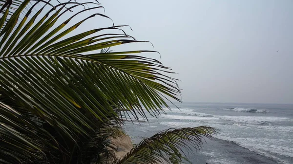 ビーチヤシの木 海の海岸 ココナッツ 美しい景色をリラックス — ストック写真