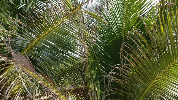 Kumsalda Palmiye Ağaçları Okyanus Kıyıları Hindistan Cevizleri Güzel Manzara — Stok fotoğraf