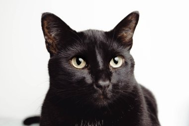 Büyük gözleri olan, parlak, kapalı, izole, odaklı, beyaz arka planı olan büyük, sevimli bir siyah kedi.