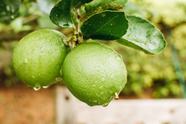Lemon Tree, lemons fruit, close up