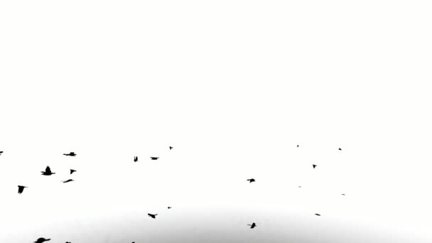 Силует Птаха Білому Тлі Силует Чорний Птах Літає Білому Екрані — стокове відео