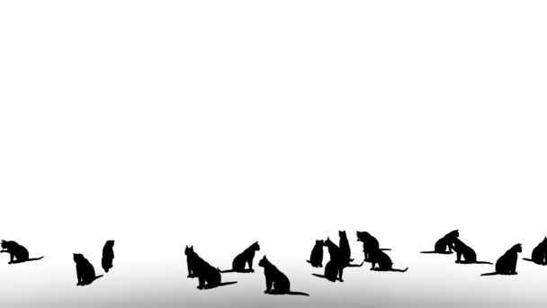 Силуэт Кошки Белом Фоне Силуэт Черные Кошки Белым Экраном Дизайн — стоковое видео
