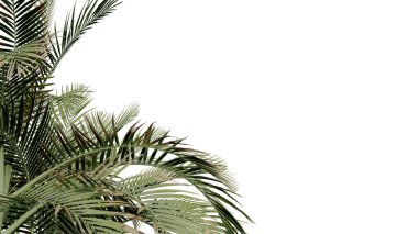 Hindistan cevizi, doğayı şeffaf, ormanı izole edilmiş arka plan 3D olarak bırakır. Hindistan cevizi tropikal yeşil bitki doğal ahşap bahçe yaprağı çalılık gerçekçi kahverengi doku yaz büyüyen yaprak.