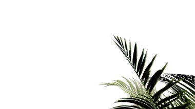 Hindistan cevizi, doğayı şeffaf, ormanı izole edilmiş arka plan 3D olarak bırakır. Hindistan cevizi tropikal yeşil bitki doğal ahşap bahçe yaprağı çalılık gerçekçi kahverengi doku yaz büyüyen yaprak.