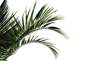 Hindistan cevizi, doğayı şeffaf, ormanı izole edilmiş arka plan 3D olarak bırakır. Hindistan cevizi tropikal yeşil bitki doğal ahşap bahçe yaprağı çalılık gerçekçi kahverengi doku yaz büyüyen yaprak.