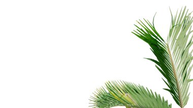 Hindistan cevizi, doğayı şeffaf, ormanı izole edilmiş arka plan 3D olarak bırakır. Hindistan cevizi tropikal yeşil bitki doğal ahşap bahçe yaprağı çalılık gerçekçi kahverengi doku yaz büyüyen yaprak.