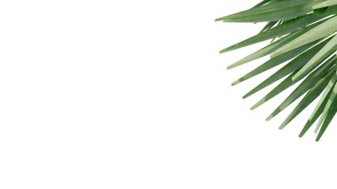 Hindistan cevizi, doğayı şeffaf, ormanı izole edilmiş arka plan 3D olarak bırakır. Hindistan cevizi tropikal yeşil bitki doğal ahşap bahçe yaprağı çalılık gerçekçi kahverengi doku yaz büyüyen yaprak.